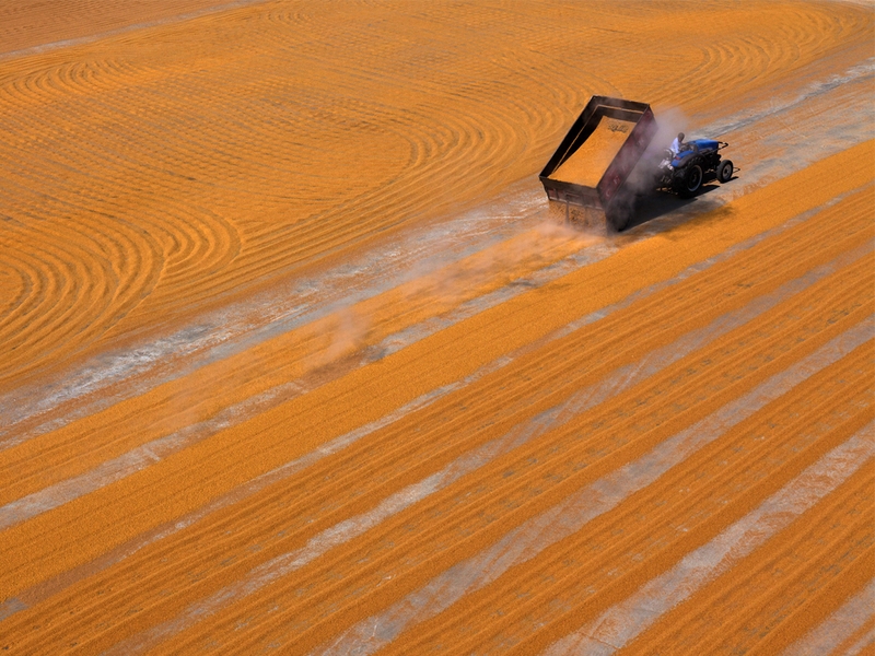 388 - WHEAT - ERTURK HUSEYIN - turkey.jpg